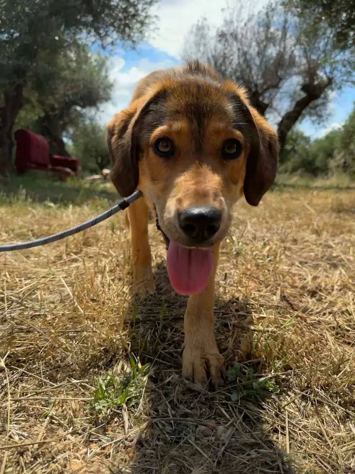 Magnolia, female Mixed Breed for adoption at DASH Deutschland Tierschutz e.V., Germany