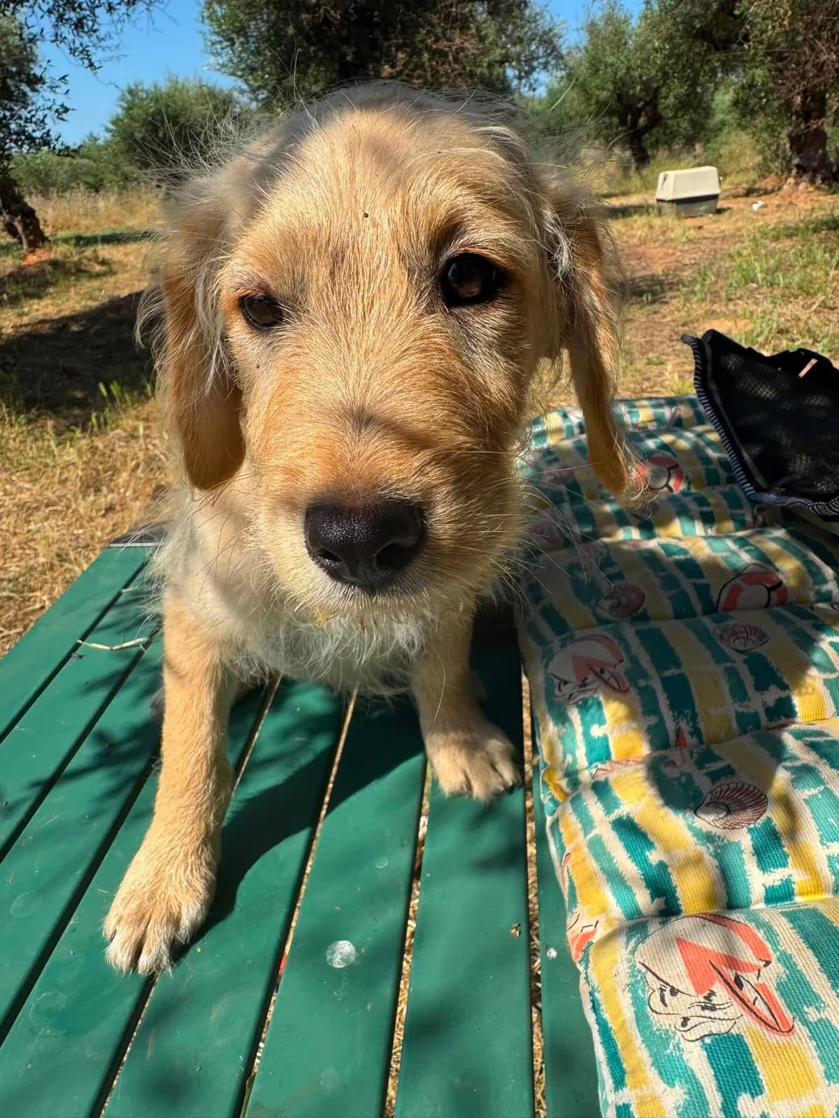 Tedi, male puppy Mixed Breed for adoption at DASH Deutschland Tierschutz e.V., Germany
