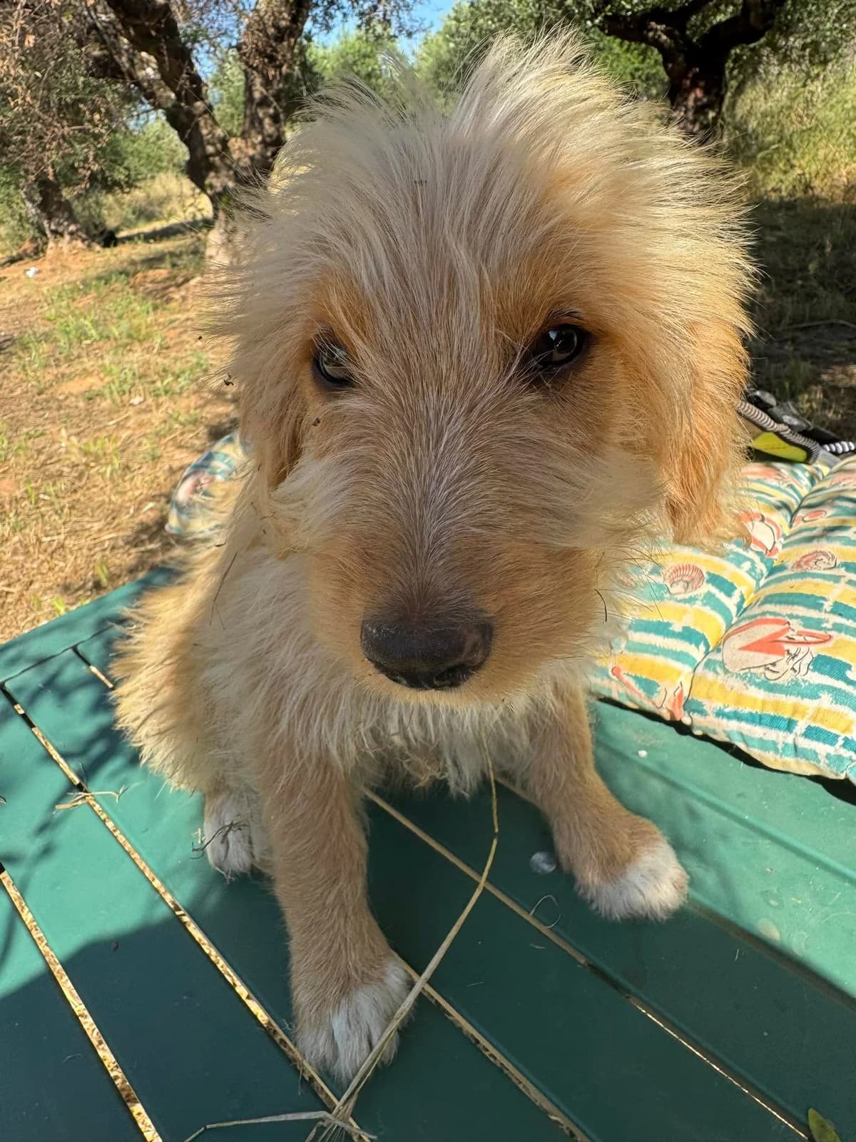 Fifi, female puppy Mixed Breed for adoption at DASH Deutschland Tierschutz e.V., Germany