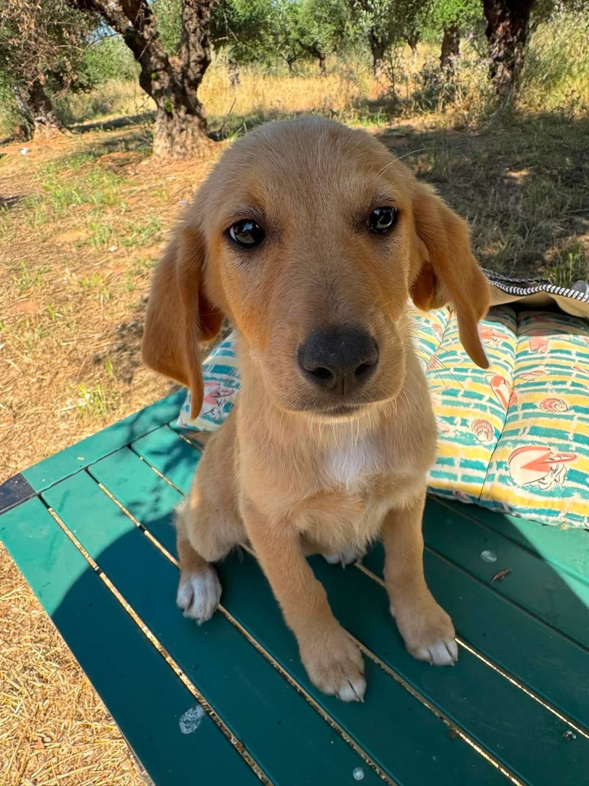 Molly, female puppy Mixed Breed for adoption at DASH Deutschland Tierschutz e.V., Germany