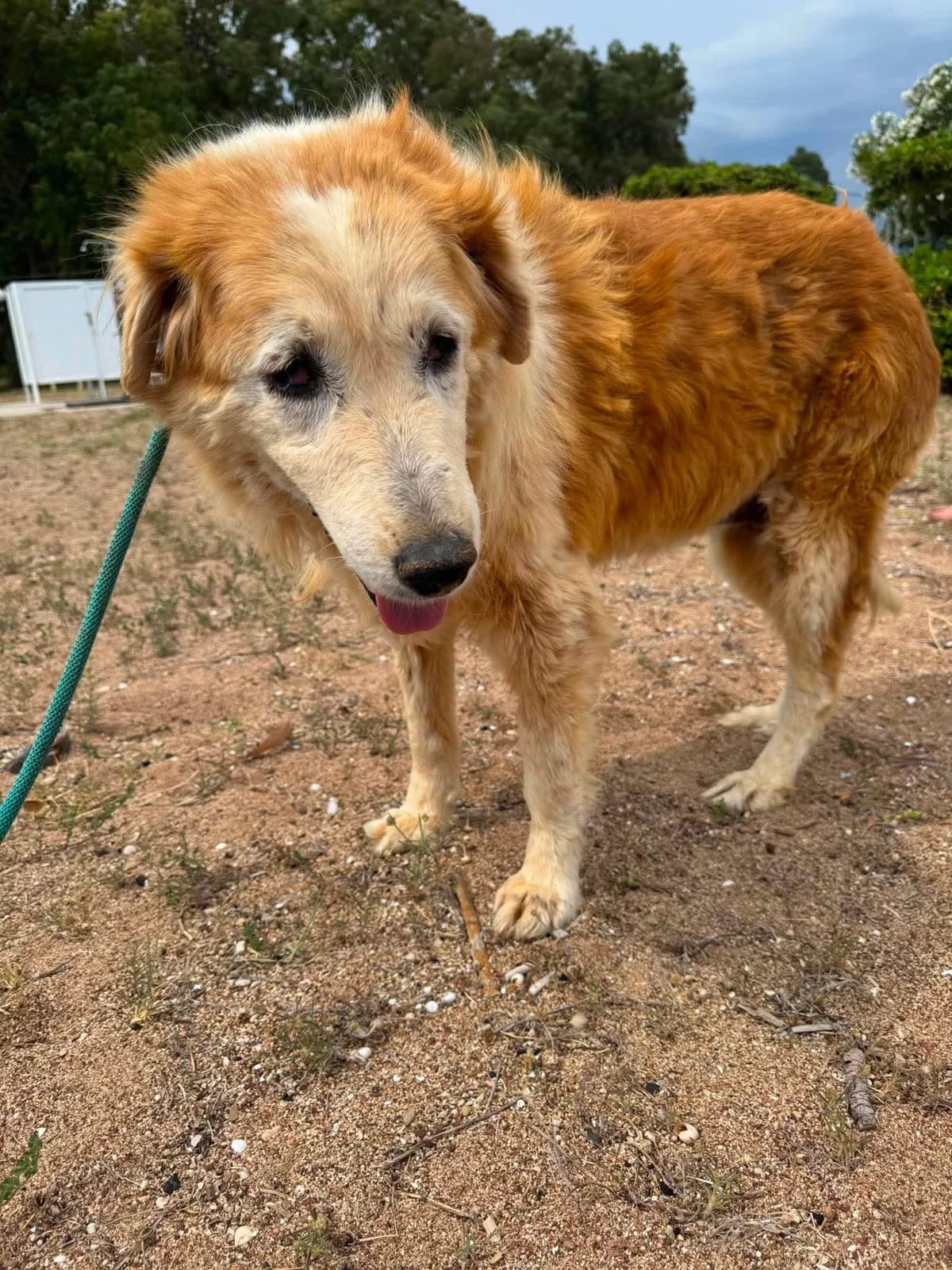 Katerina, female senior Mixed Breed for adoption at DASH Deutschland Tierschutz e.V., Germany
