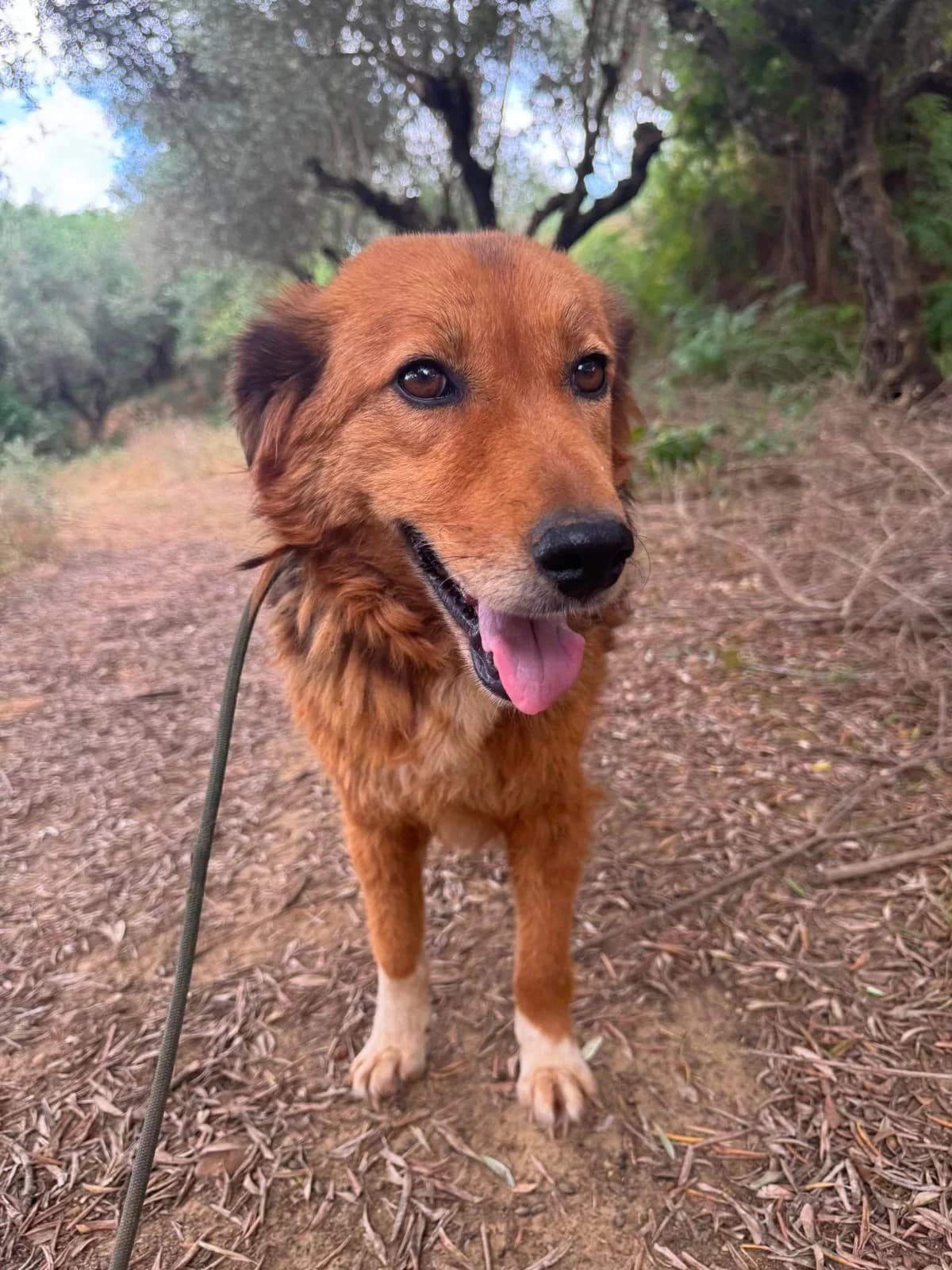 Honey, female Mixed Breed for adoption at DASH Deutschland Tierschutz e.V., Germany