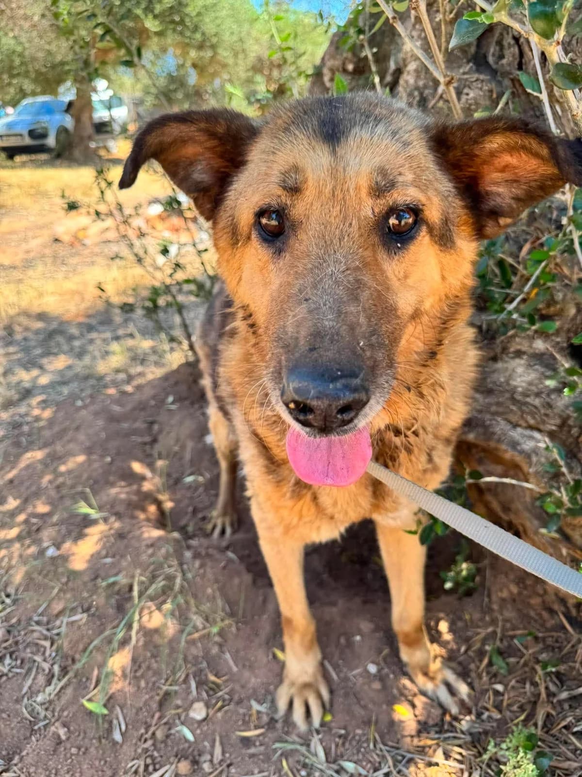 Jack Sparrow, male senior Mixed Breed for adoption at DASH Deutschland Tierschutz e.V., Germany