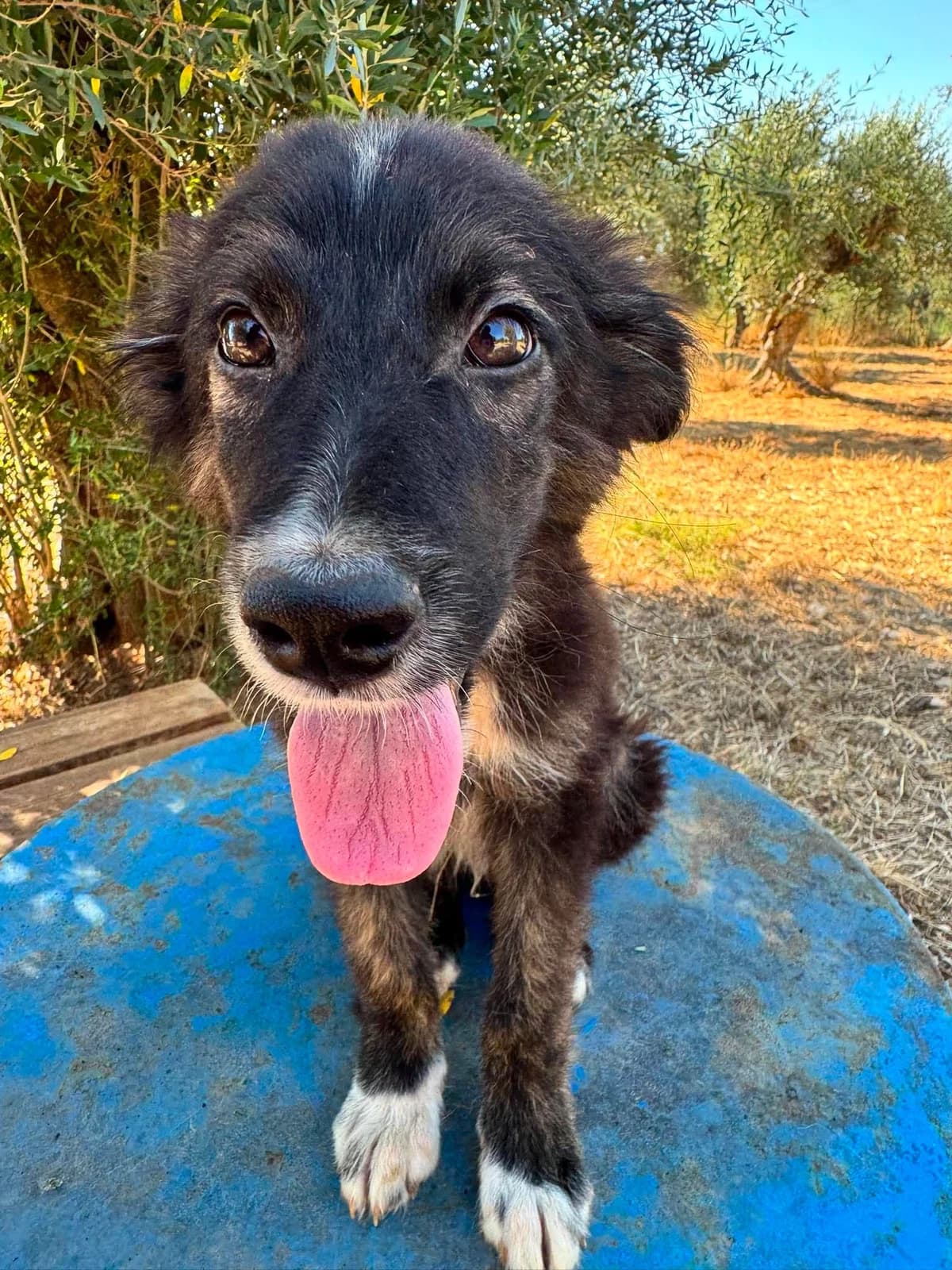 Starlight, male puppy Mixed Breed for adoption at DASH Deutschland Tierschutz e.V., Germany