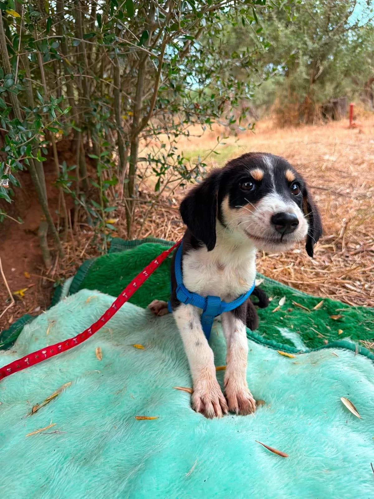 Sky (reserviert), female Mixed Breed for adoption at DASH Deutschland Tierschutz e.V., Germany