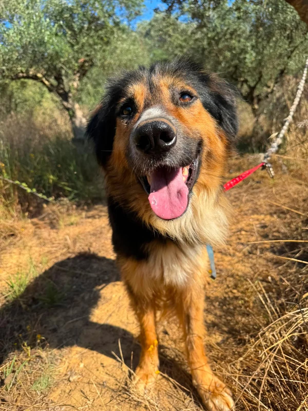 Bumble Bee, Mixed Breed (DASH Deutschland Tierschutz e.V.)