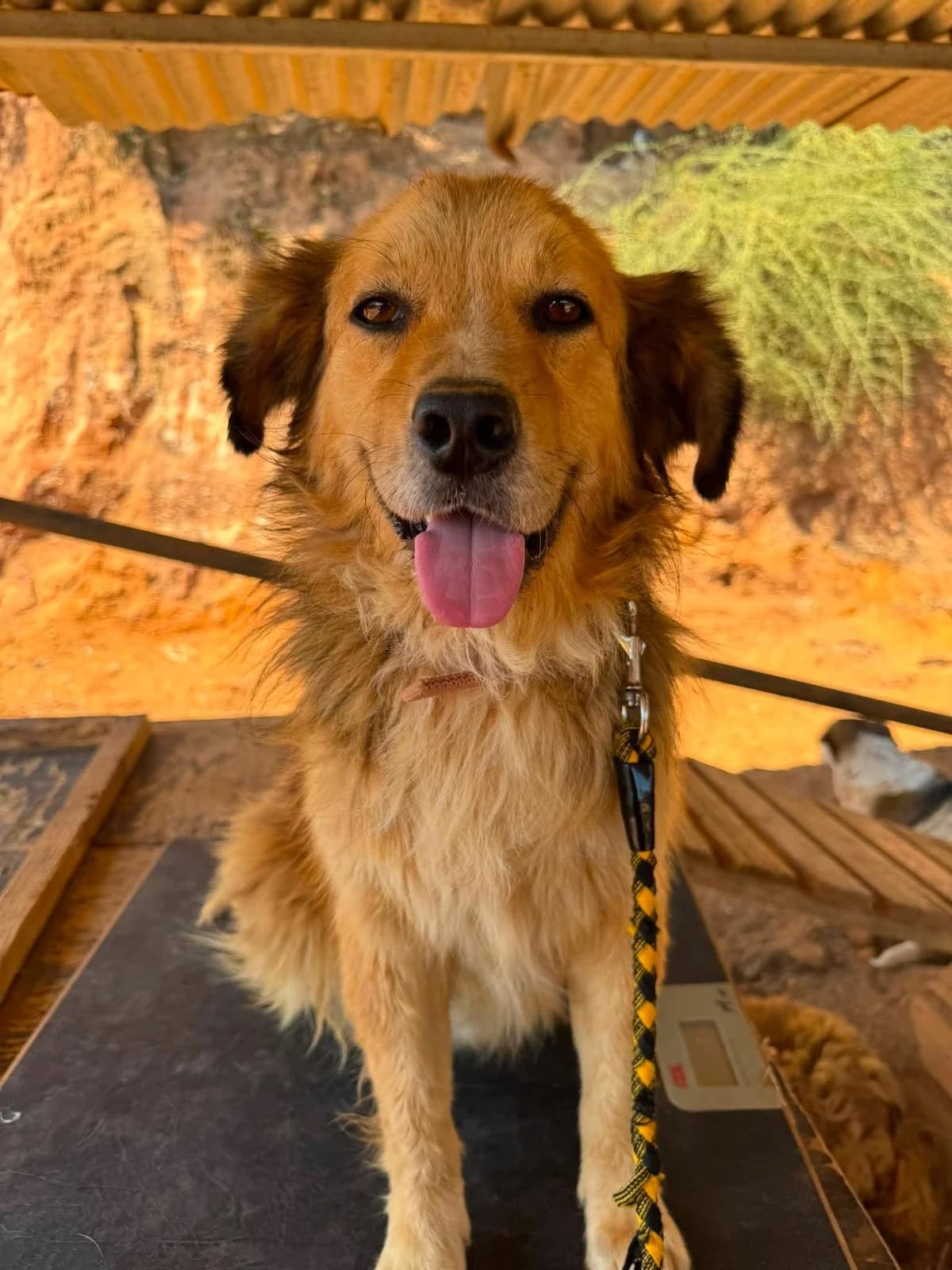 Benny, Mixed Breed (DASH Deutschland Tierschutz e.V.)