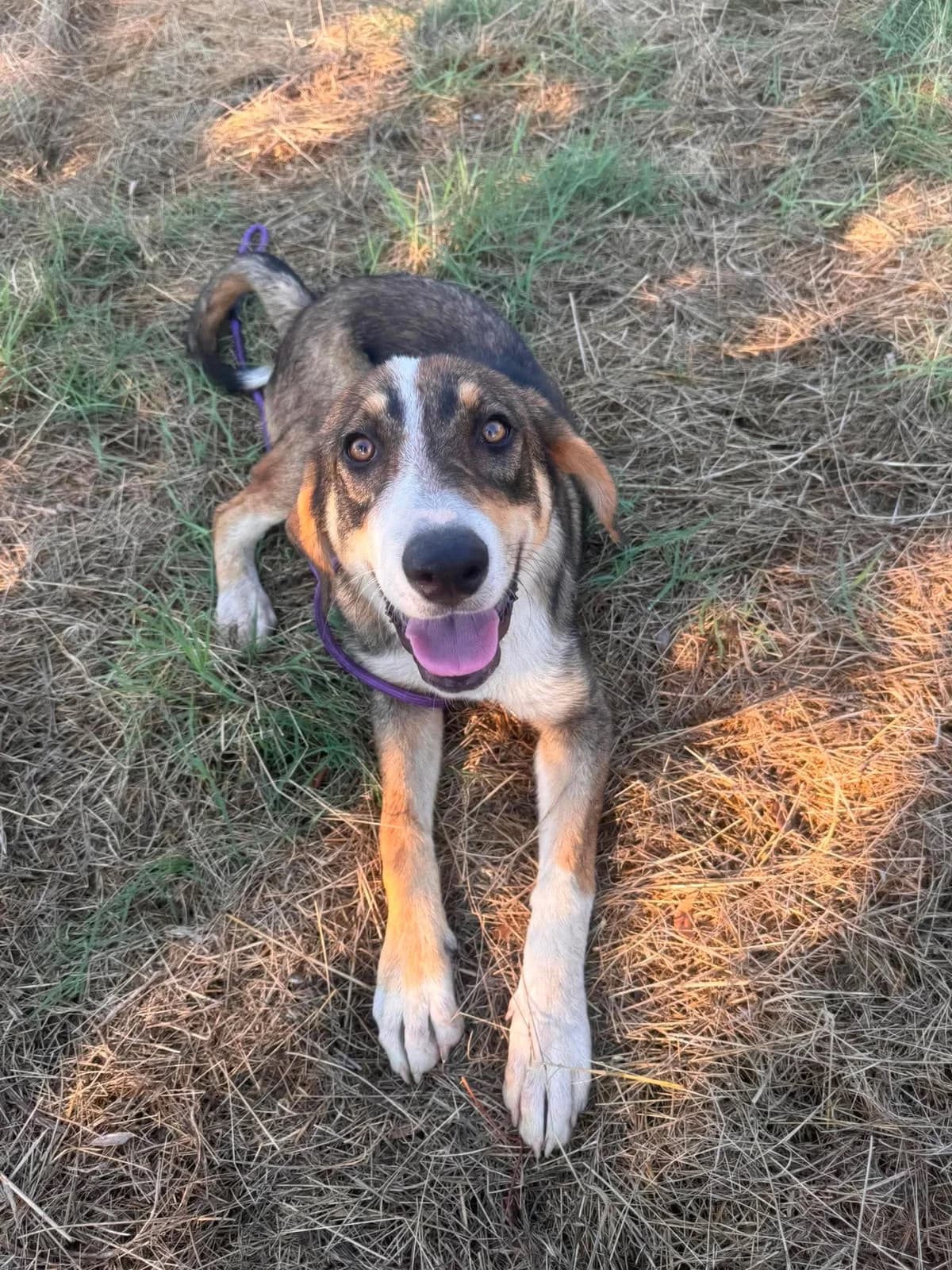 Cindy, Mixed Breed (DASH Deutschland Tierschutz e.V.)