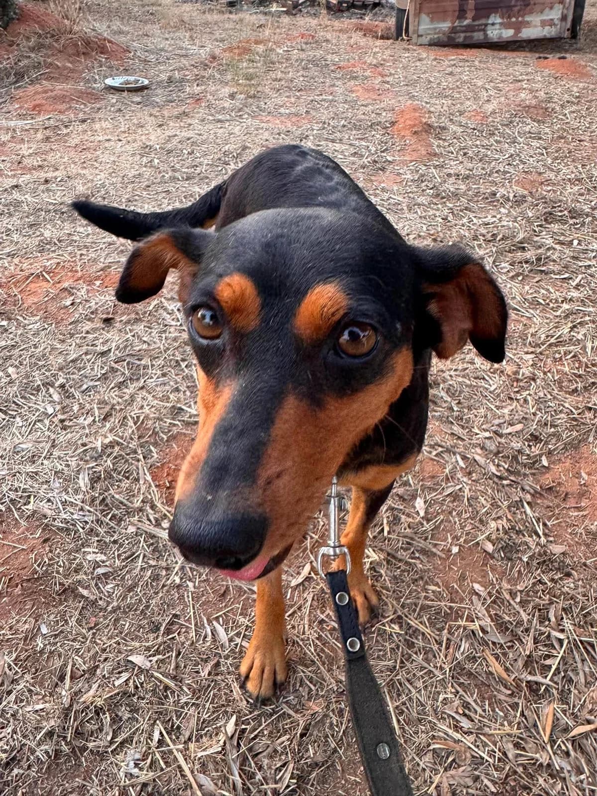 Lucia (reserviert), Mixed Breed (DASH Deutschland Tierschutz e.V.)