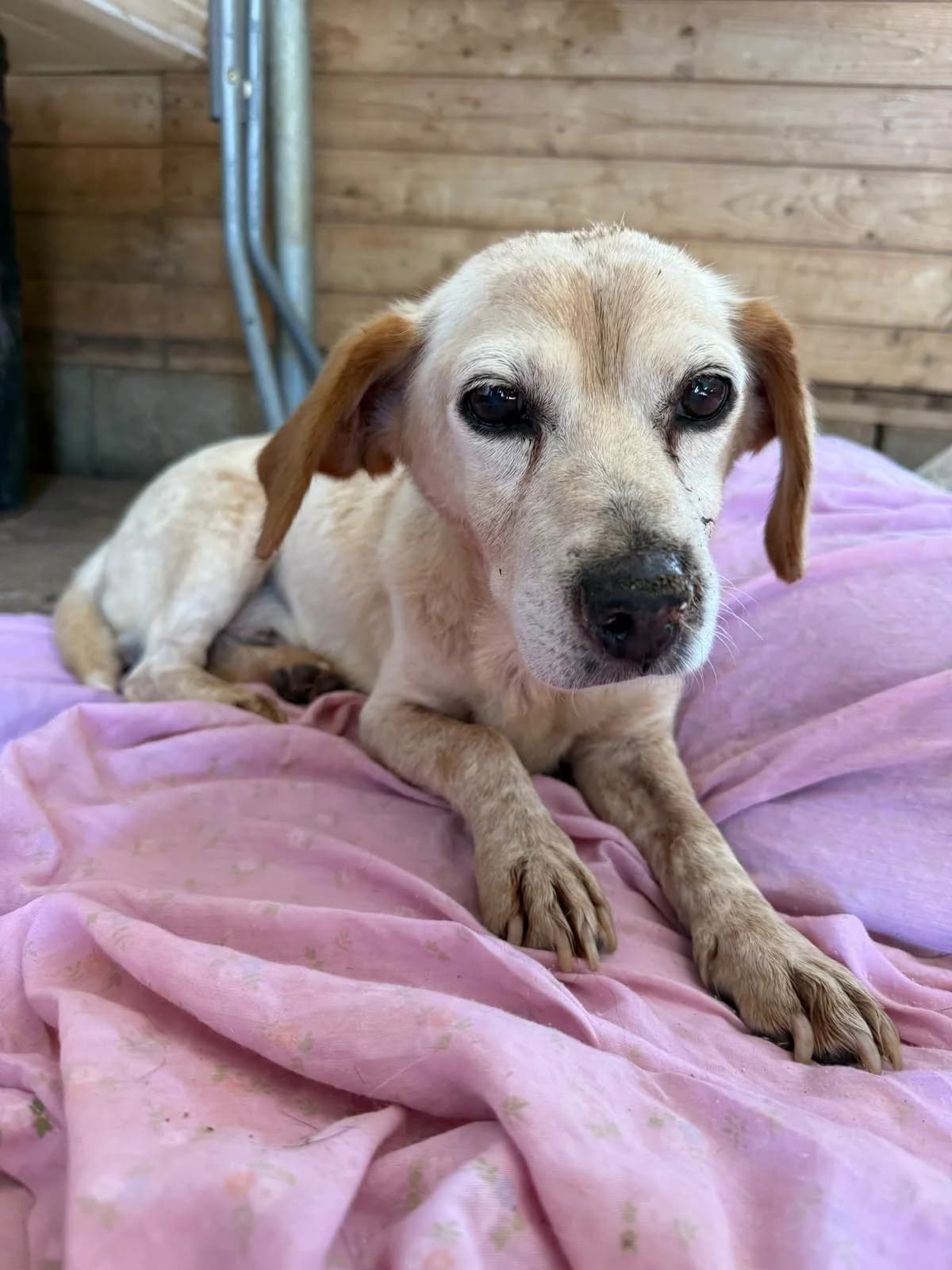 Morti, male senior Mixed Breed for adoption at DASH Deutschland Tierschutz e.V., Germany