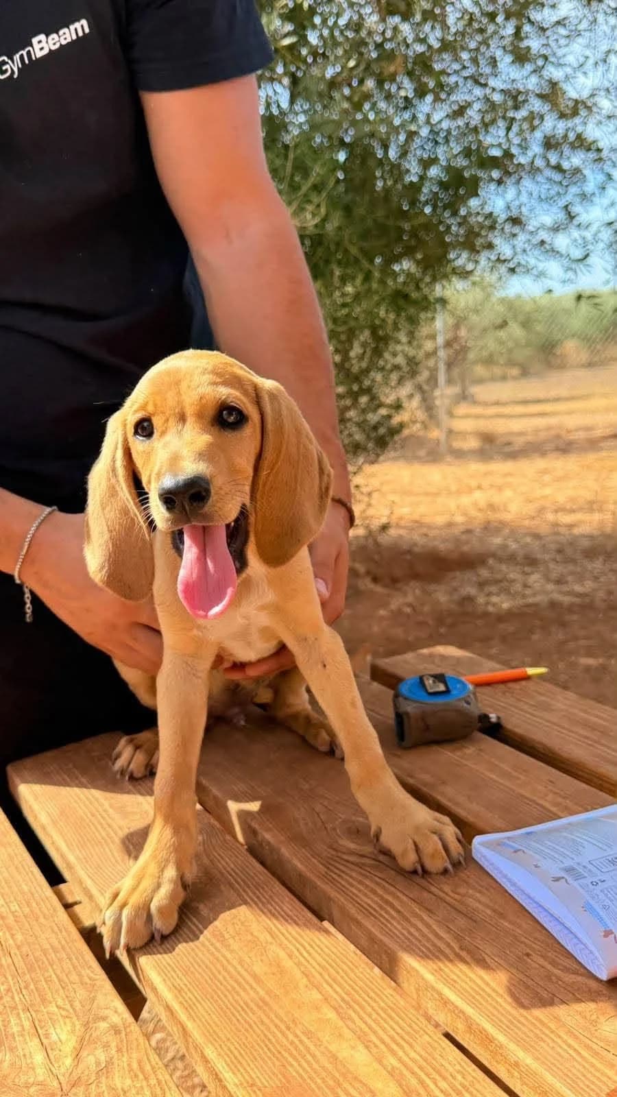 Goofy, male puppy Mixed Breed for adoption at DASH Deutschland Tierschutz e.V., Germany