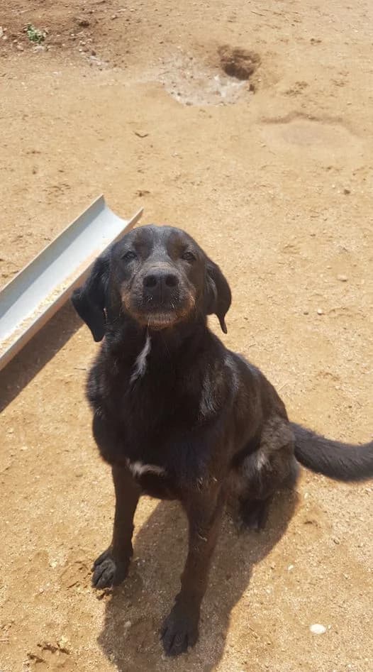 Stella, female Mixed Breed for adoption at DASH Deutschland Tierschutz e.V., Germany