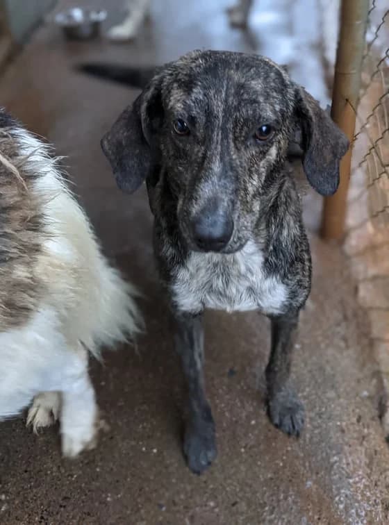 Savas, male Mixed Breed for adoption at DASH Deutschland Tierschutz e.V., Germany