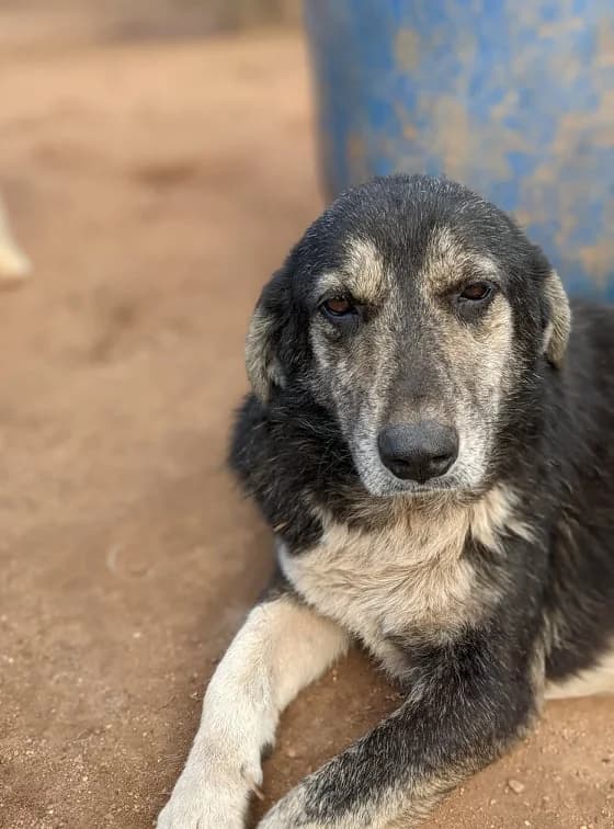 Dimos (Trifilias), female senior Mixed Breed for adoption at DASH Deutschland Tierschutz e.V., Germany