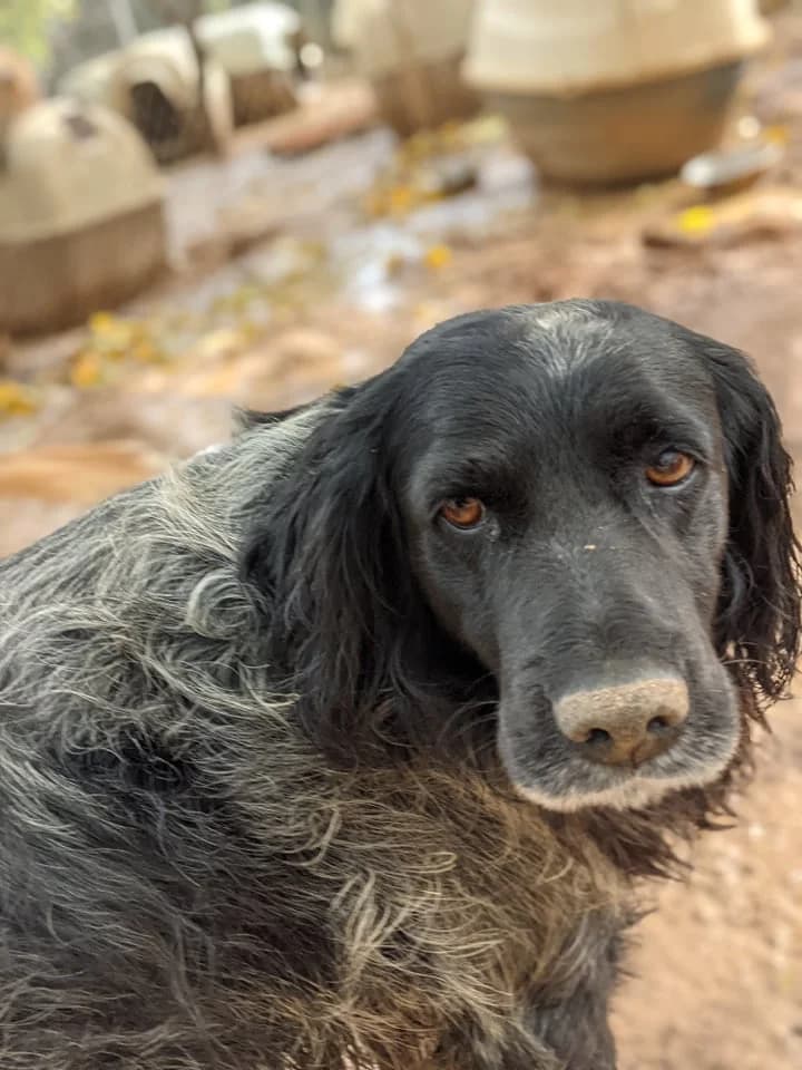 Janis, female senior Mixed Breed for adoption at DASH Deutschland Tierschutz e.V., Germany