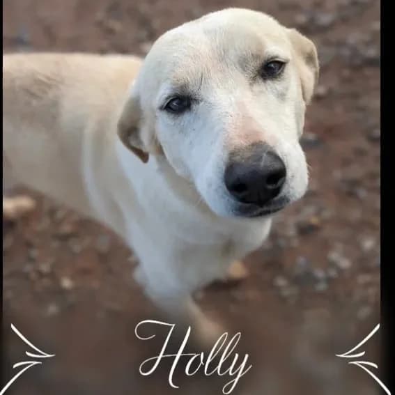 Holly, female Mixed Breed for adoption at DASH Deutschland Tierschutz e.V., Germany