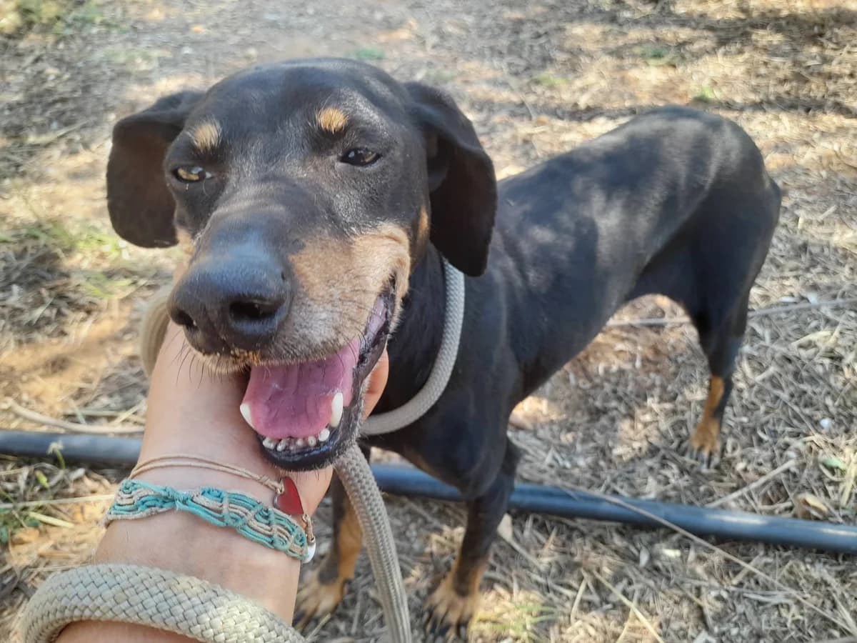 Homatoula, female Mixed Breed for adoption at DASH Deutschland Tierschutz e.V., Germany