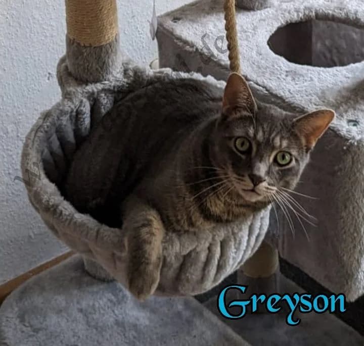 Greyson, grau male Mixed Breed for adoption at Docami Tiervermittlung, Spiesen-Elversberg