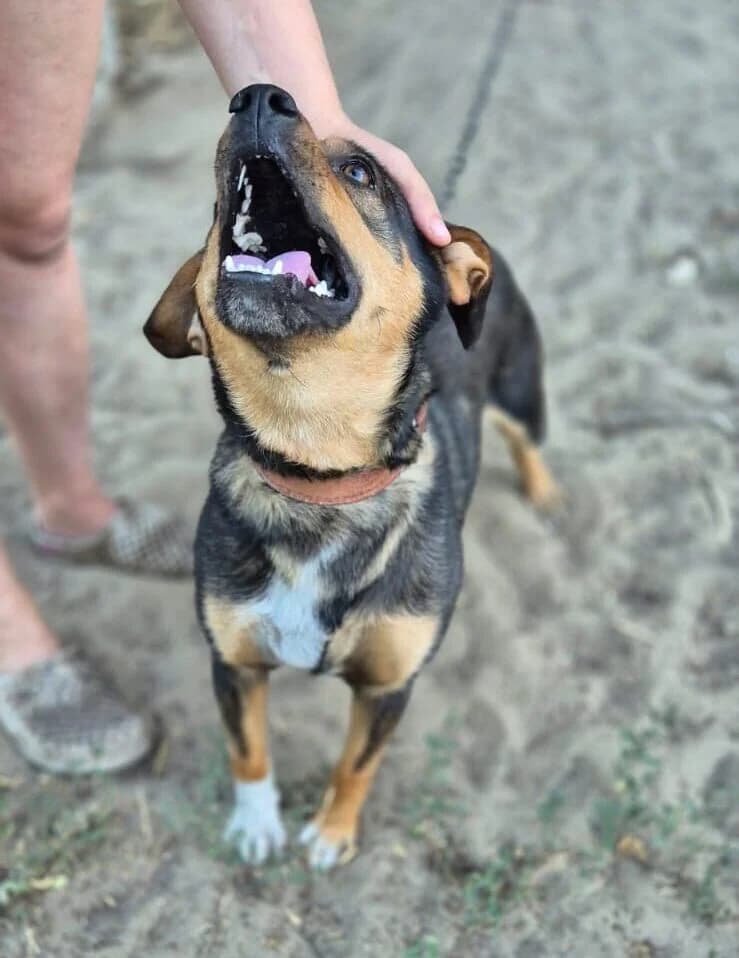 Dió, male puppy Mixed Breed for adoption at Dog Rescue Stuttgart