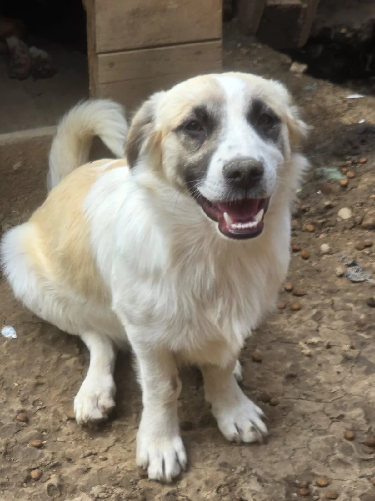 Elo, male puppy Mixed Breed for adoption at Dog Rescue Stuttgart