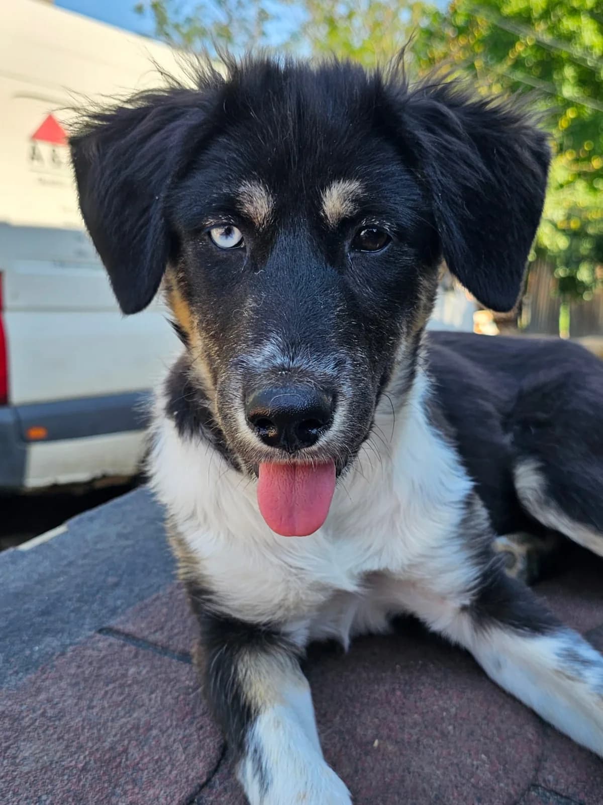 Fee, female Mixed Breed for adoption at Dog Rescue Stuttgart