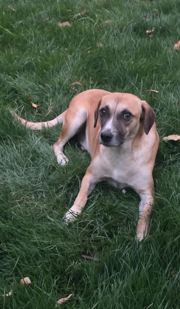 Max, male Mixed Breed for adoption at Dog Rescue Stuttgart