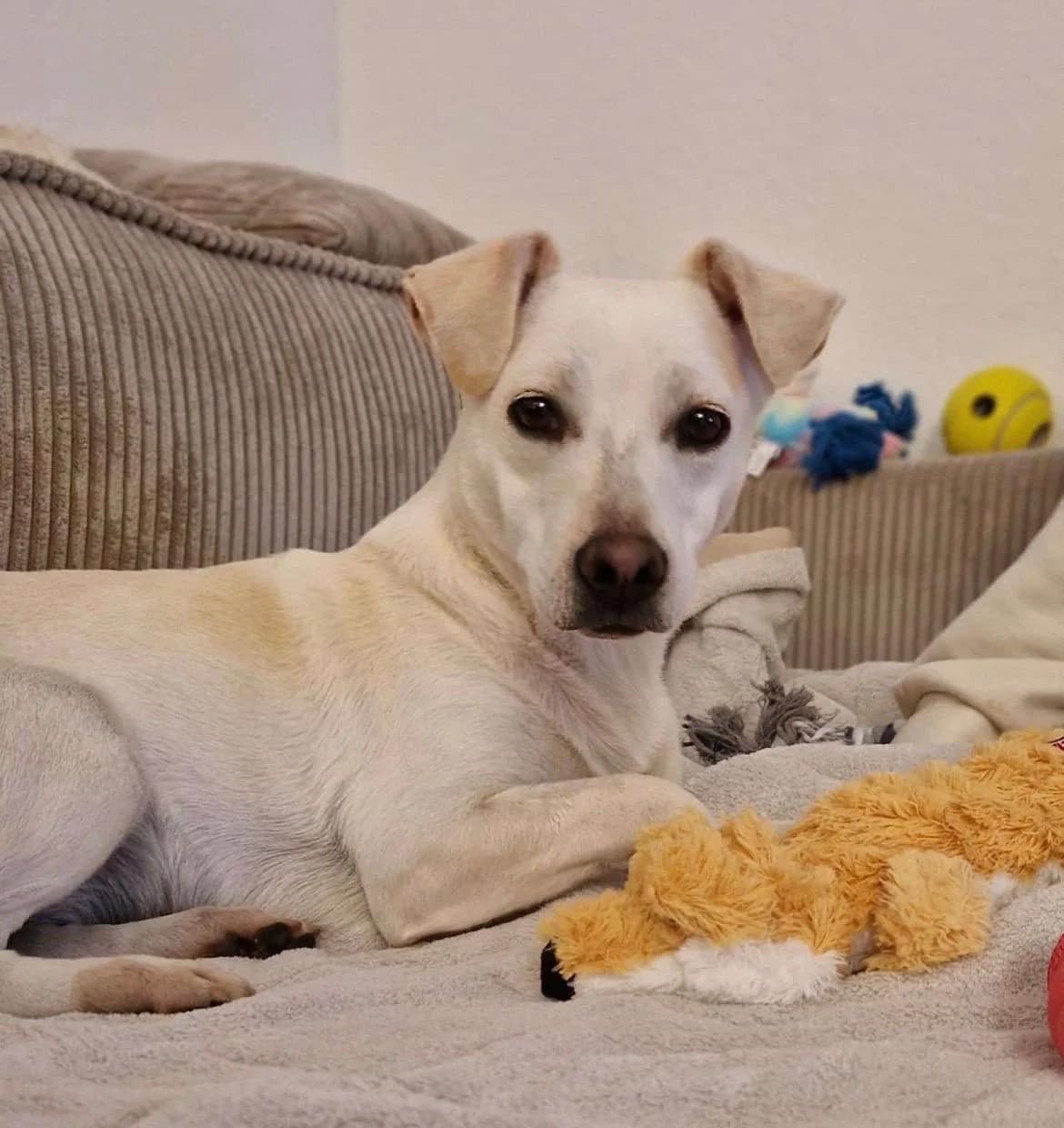 Mia, female Mixed Breed for adoption at Dog Rescue Stuttgart