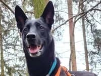 Baaron, male senior German Shepherd for adoption at Eifelhof Frankenau (BMT)