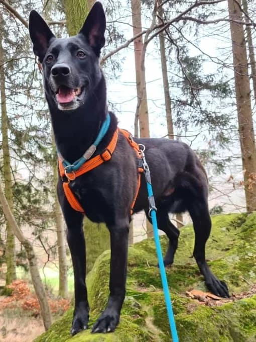 Baaron, male German Shepherd for adoption at Eifelhof Frankenau (BMT) — photo 2 of 8
