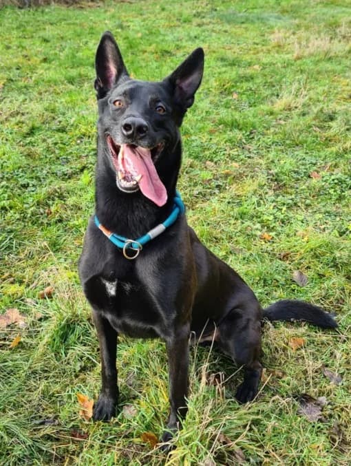 Baaron, male German Shepherd for adoption at Eifelhof Frankenau (BMT) — photo 3 of 8