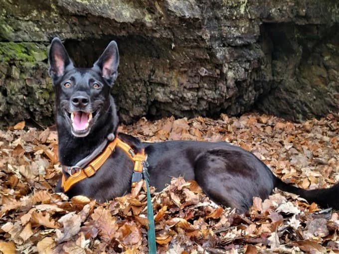 Baaron, male German Shepherd for adoption at Eifelhof Frankenau (BMT) — photo 4 of 8