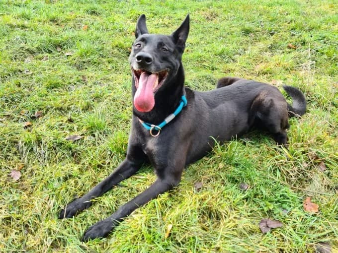 Baaron, male German Shepherd for adoption at Eifelhof Frankenau (BMT) — photo 5 of 8