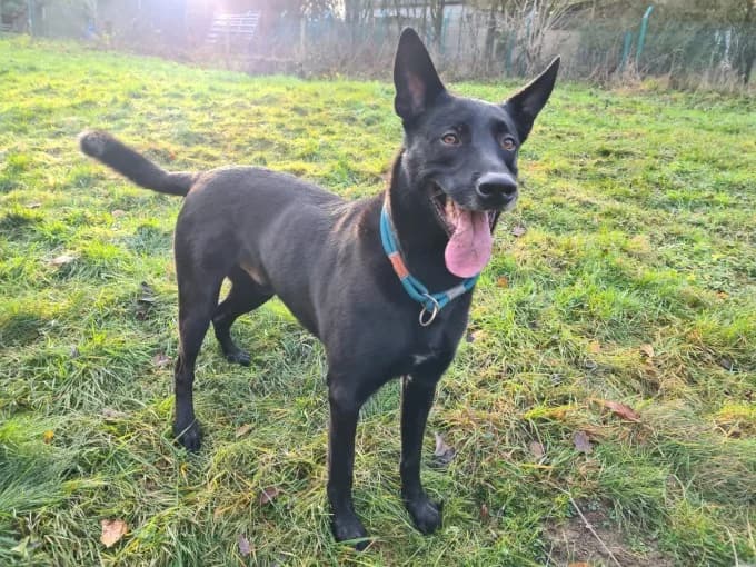 Baaron, male German Shepherd for adoption at Eifelhof Frankenau (BMT) — photo 6 of 8