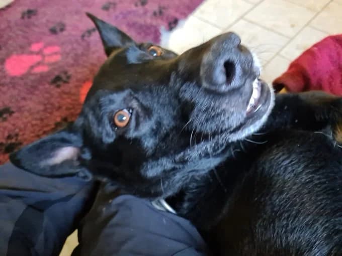 Baaron, male German Shepherd for adoption at Eifelhof Frankenau (BMT) — photo 7 of 8