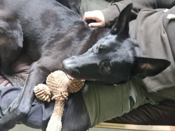 Baaron, male German Shepherd for adoption at Eifelhof Frankenau (BMT) — photo 8 of 8