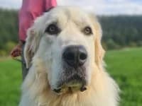 Barry, male 3yo mixed breed for adoption at Eifelhof Frankenau (BMT)