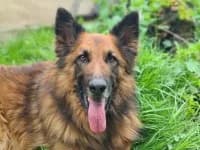 Becks, male senior Harzer Fuchs for adoption at Eifelhof Frankenau (BMT)