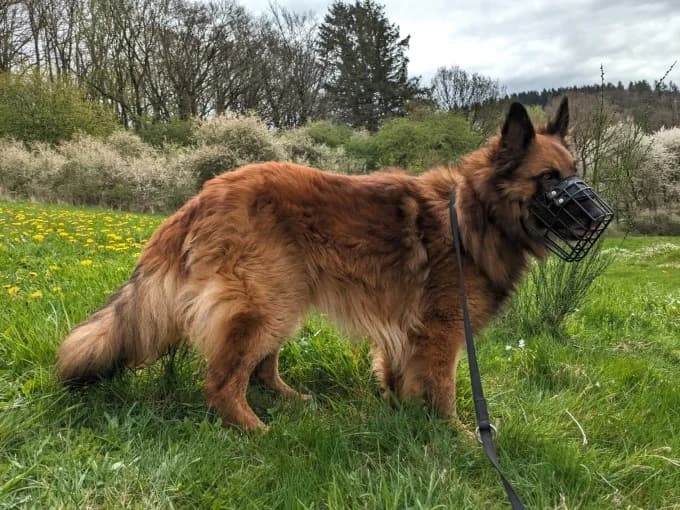 Becks, male Harzer Fuchs for adoption at Eifelhof Frankenau (BMT) — photo 2 of 7