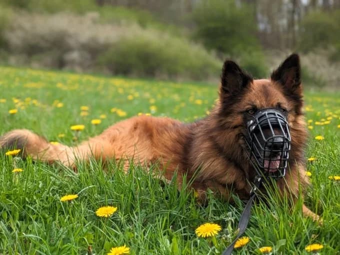 Becks, male Harzer Fuchs for adoption at Eifelhof Frankenau (BMT) — photo 3 of 7