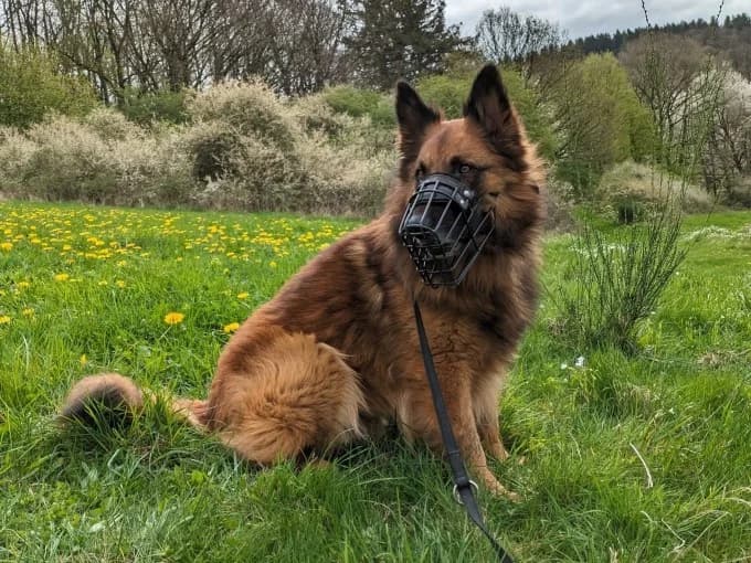 Becks, male Harzer Fuchs for adoption at Eifelhof Frankenau (BMT) — photo 4 of 7