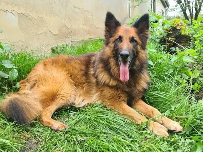 Becks, male Harzer Fuchs for adoption at Eifelhof Frankenau (BMT) — photo 5 of 7