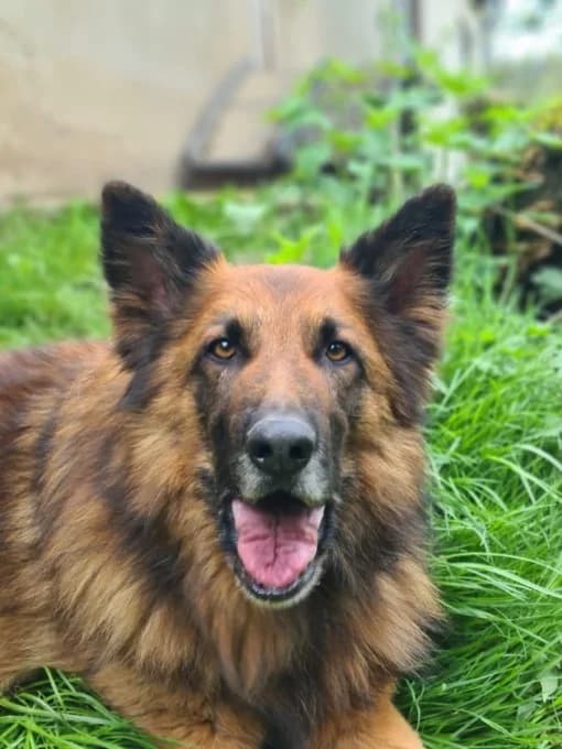 Becks, male Harzer Fuchs for adoption at Eifelhof Frankenau (BMT) — photo 6 of 7