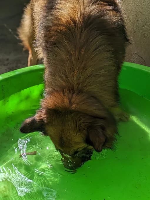 Becks, male Harzer Fuchs for adoption at Eifelhof Frankenau (BMT) — photo 7 of 7