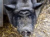 Bella,  Mixed Breed for adoption at Eifelhof Frankenau (BMT)