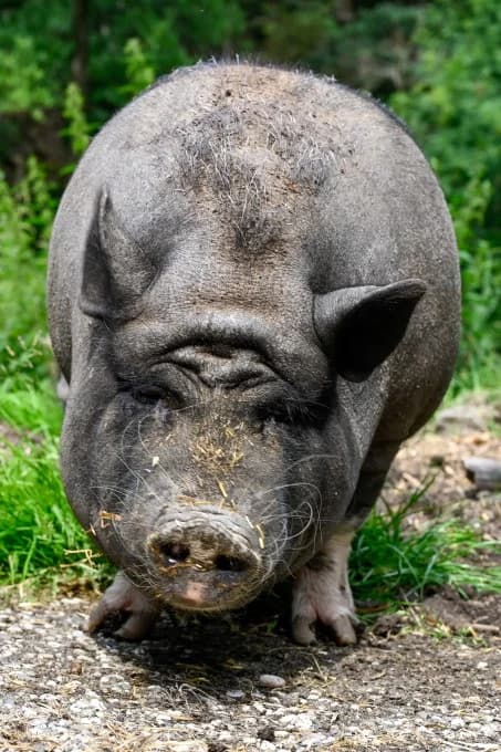 Bella,  Mixed Breed for adoption at Eifelhof Frankenau (BMT) — photo 2 of 5