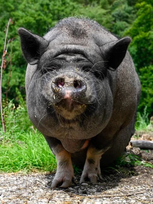 Bella,  Mixed Breed for adoption at Eifelhof Frankenau (BMT) — photo 3 of 5