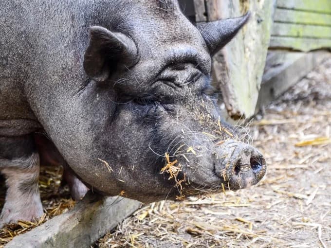 Bella,  Mixed Breed for adoption at Eifelhof Frankenau (BMT) — photo 4 of 5