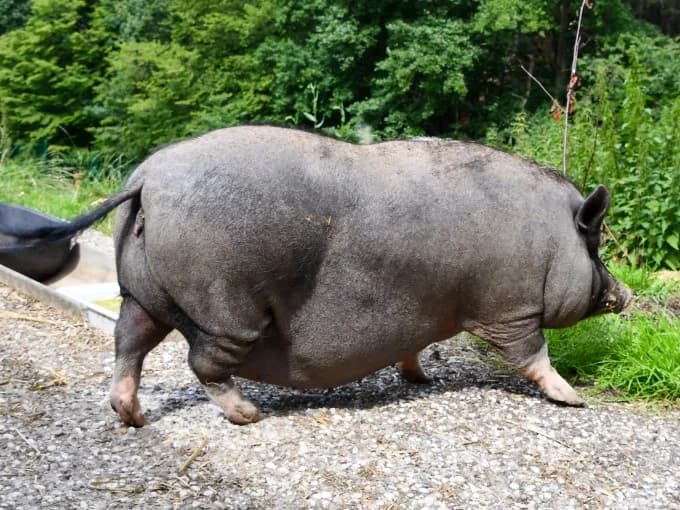 Bella,  Mixed Breed for adoption at Eifelhof Frankenau (BMT) — photo 5 of 5
