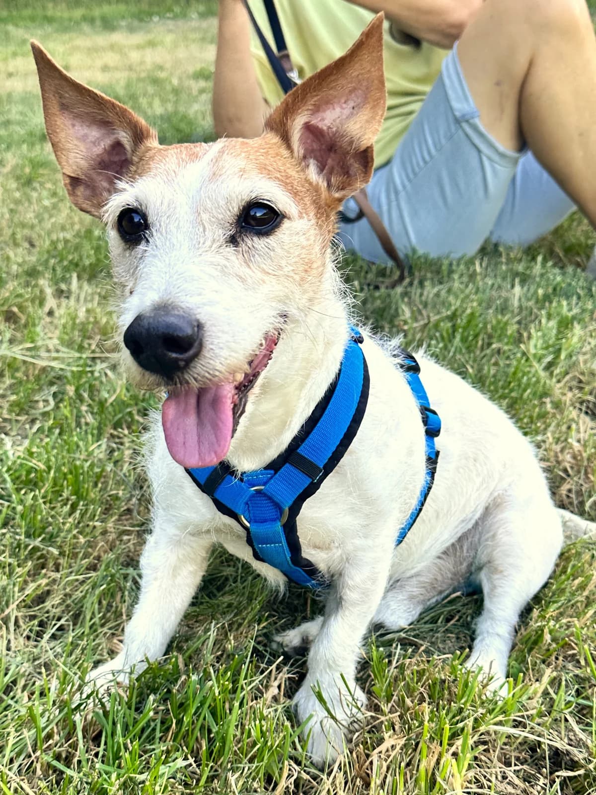 Benji, male senior Mixed Breed for adoption at Eifelhof Frankenau (BMT)