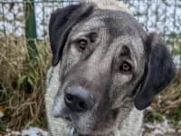 Bernd und Wilma, male Kangal for adoption at Eifelhof Frankenau (BMT)